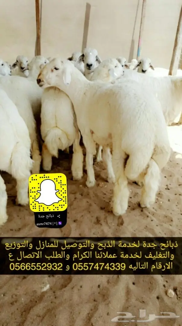 ذبائح حري وسواكني وتيوس انظر لتقيم والردود (image 8)