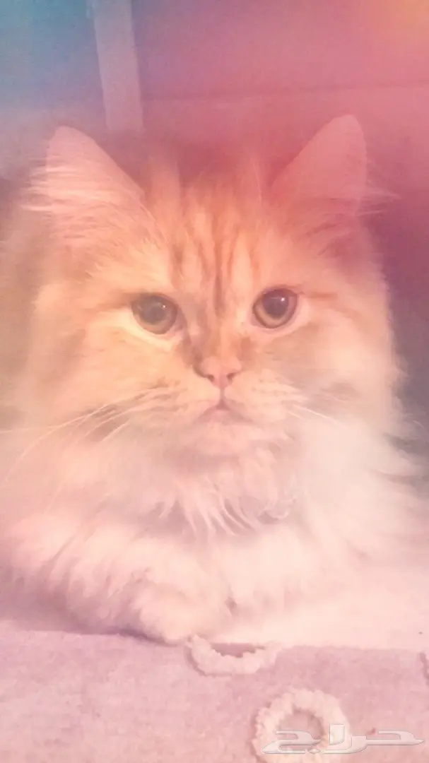للبيع قط شيرازي امريكي 