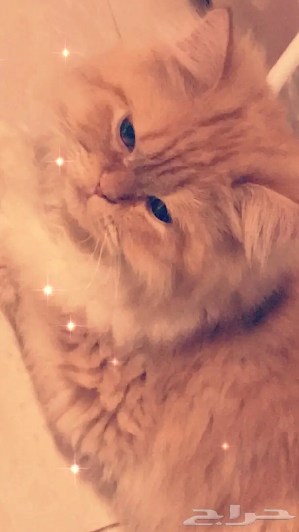 للبيع قط شيرازي امريكي  (image 1)