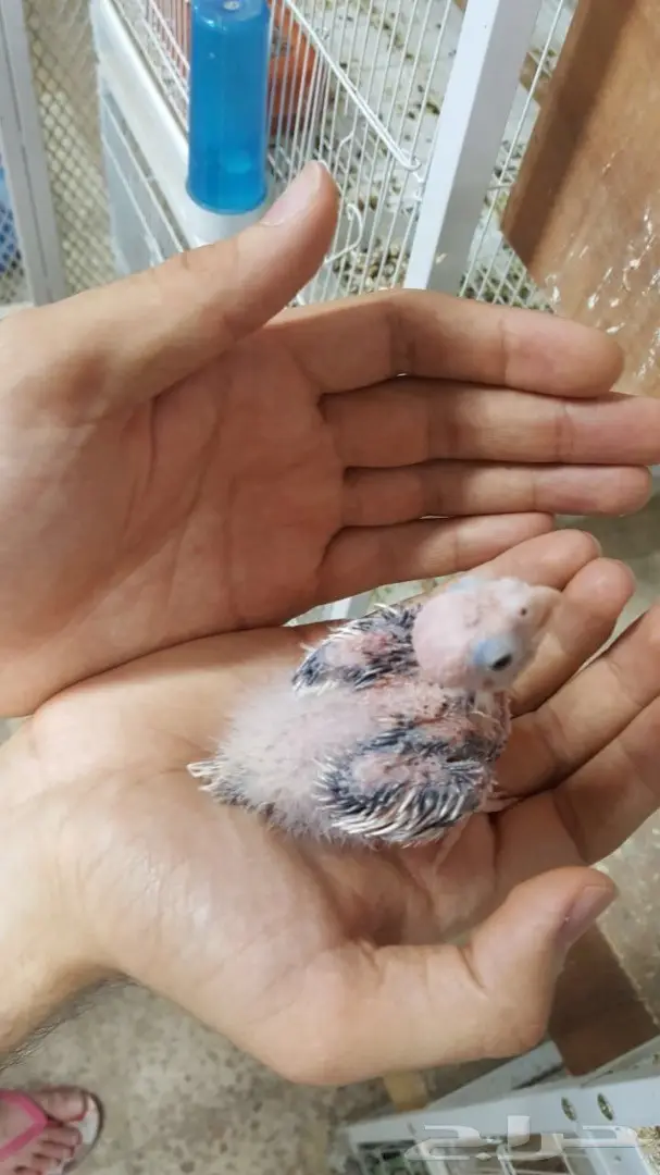 فروخ كروان غر