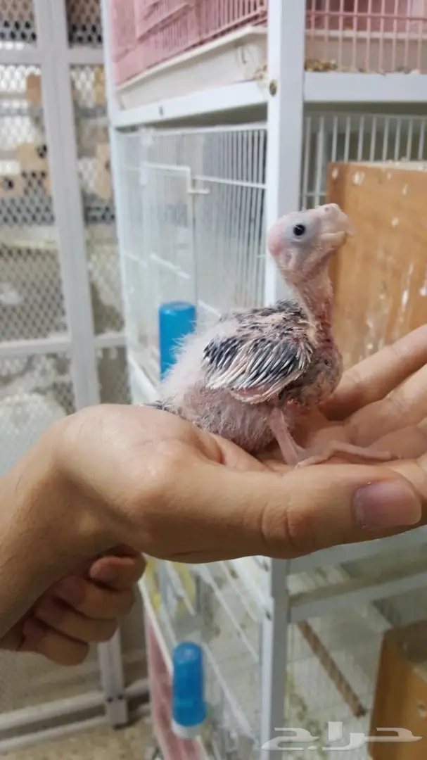 فروخ كروان غر (image 1)