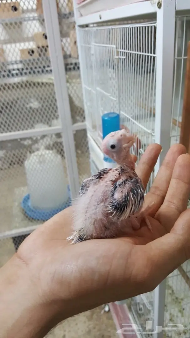 فروخ كروان غر (image 2)