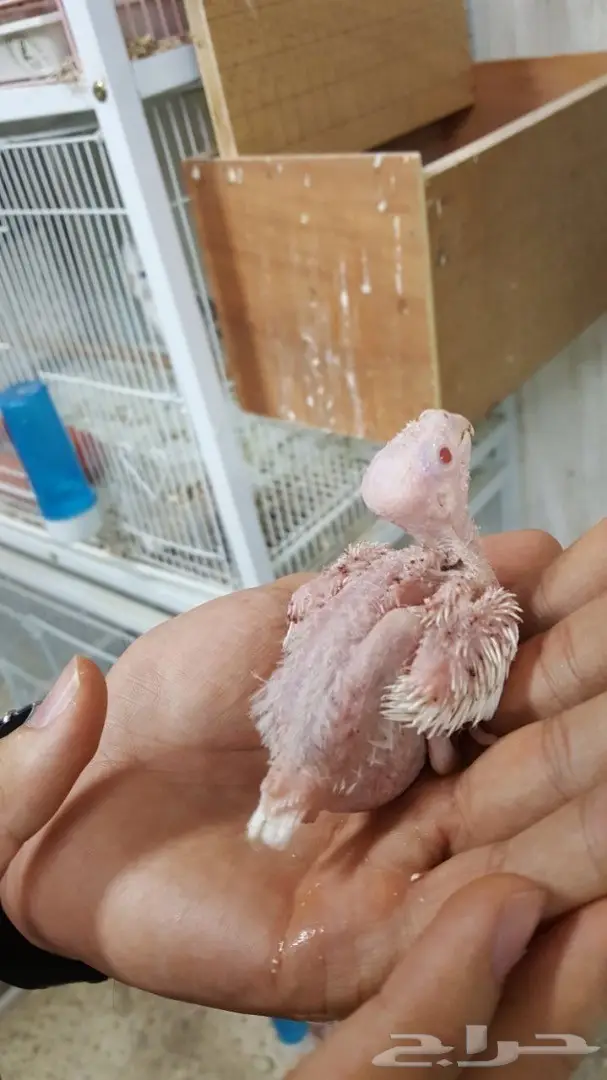 فروخ كروان غر (image 3)