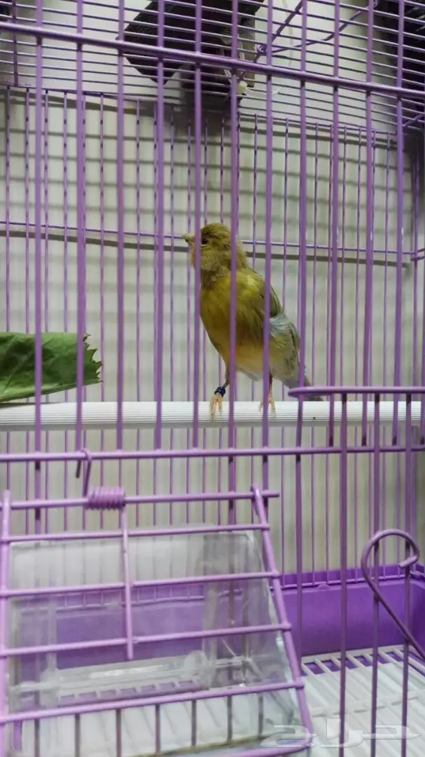 كناري ذكر صحته ممتازة - إنتاج 2017