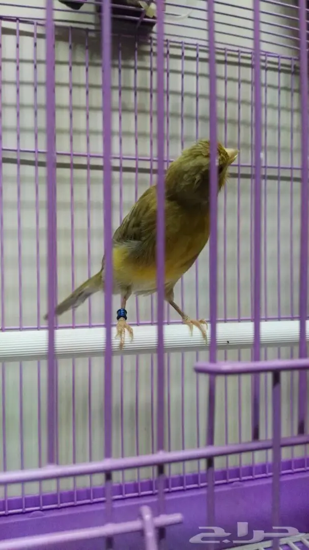 كناري ذكر صحته ممتازة - إنتاج 2017 (image 2)