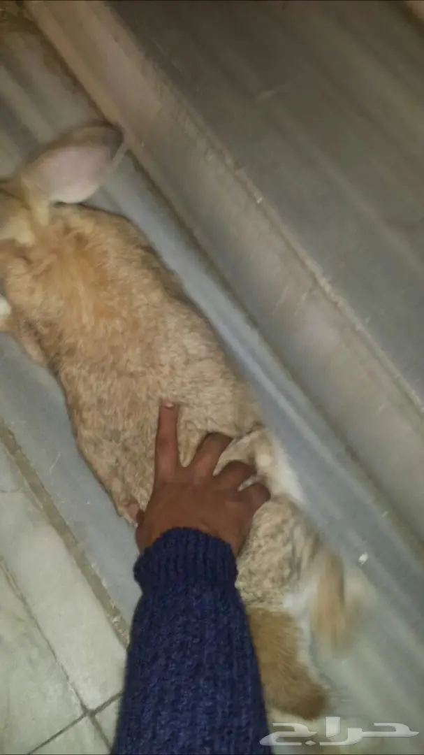 ارانب شنشيلا جبلية مصرية مستوردة 