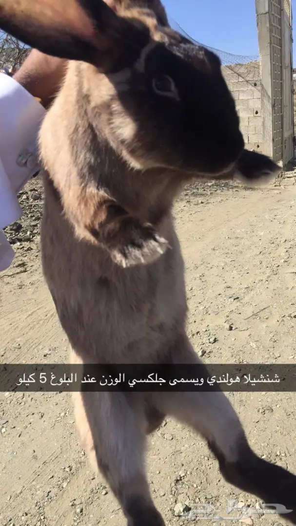 ارانب شنشيلا جبلية مصرية مستوردة  (image 1)