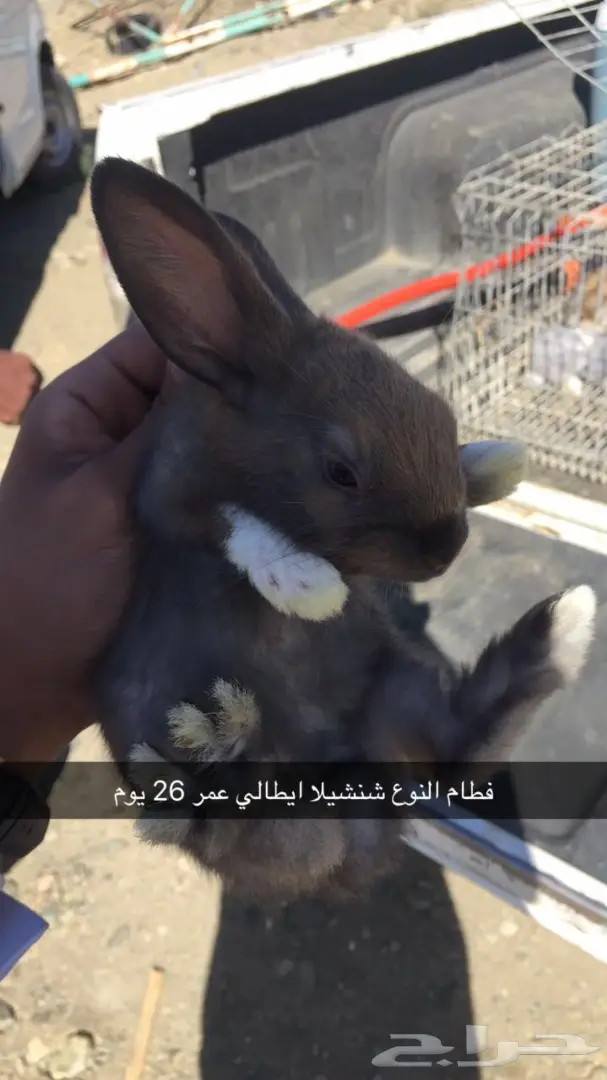 ارانب شنشيلا جبلية مصرية مستوردة  (image 2)