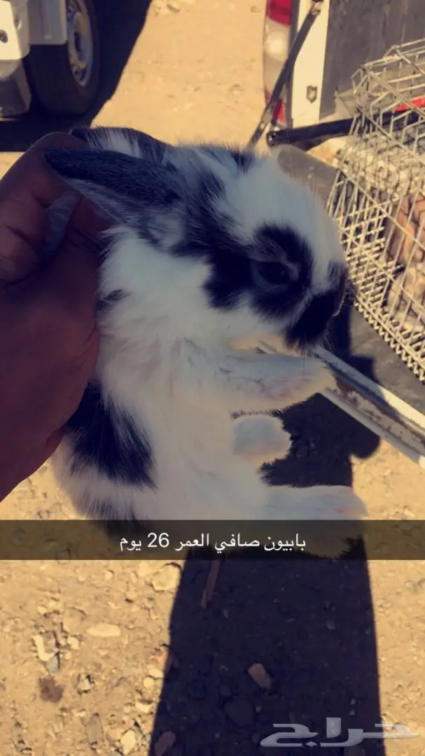 ارانب شنشيلا جبلية مصرية مستوردة  (image 3)