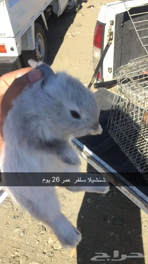 ارانب شنشيلا جبلية مصرية مستوردة  (image 4)