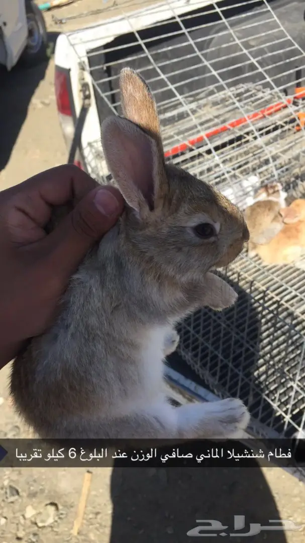 ارانب شنشيلا جبلية مصرية مستوردة  (image 5)