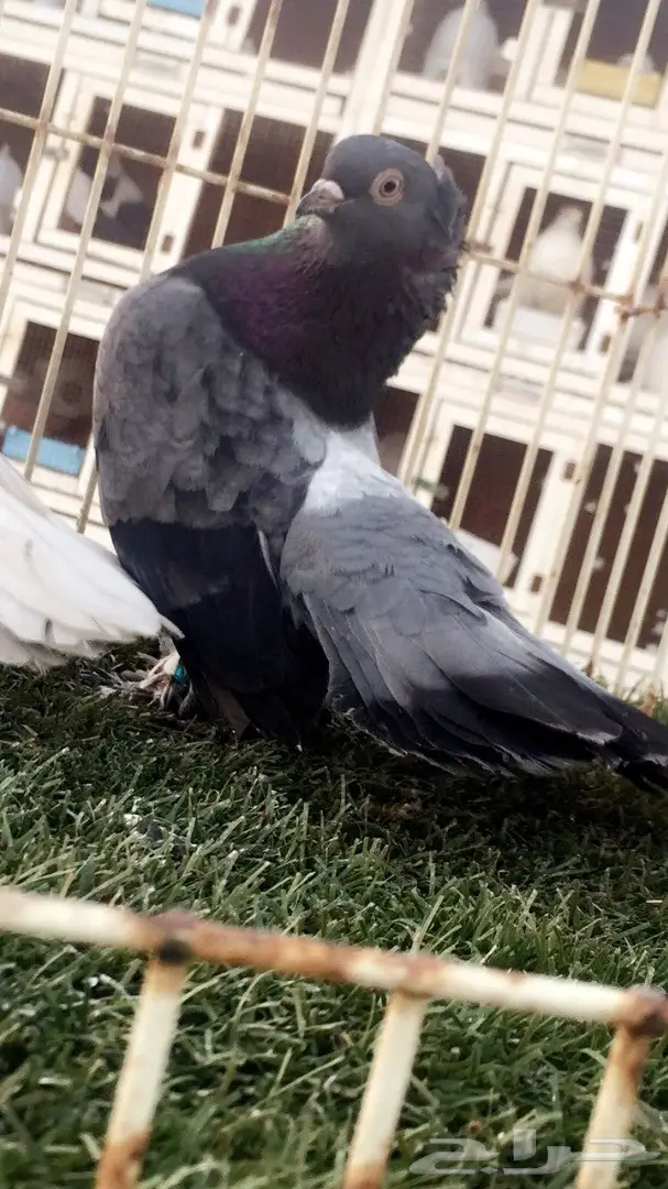 ((جوز جاوا((كرنقو))