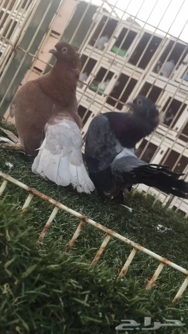 ((جوز جاوا((كرنقو)) (image 1)