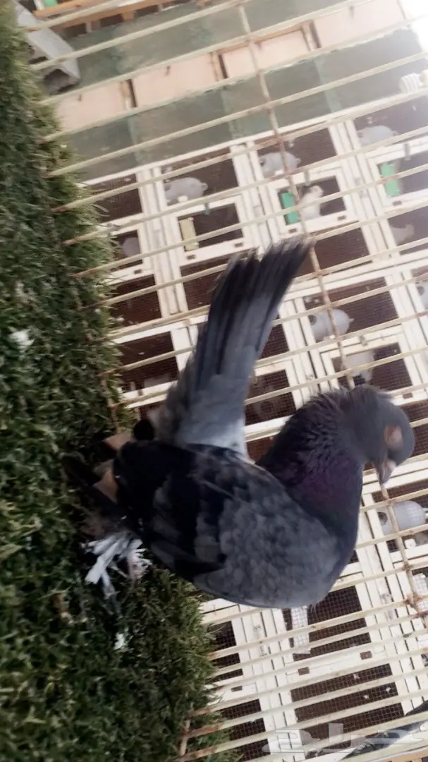 ((جوز جاوا((كرنقو)) (image 2)