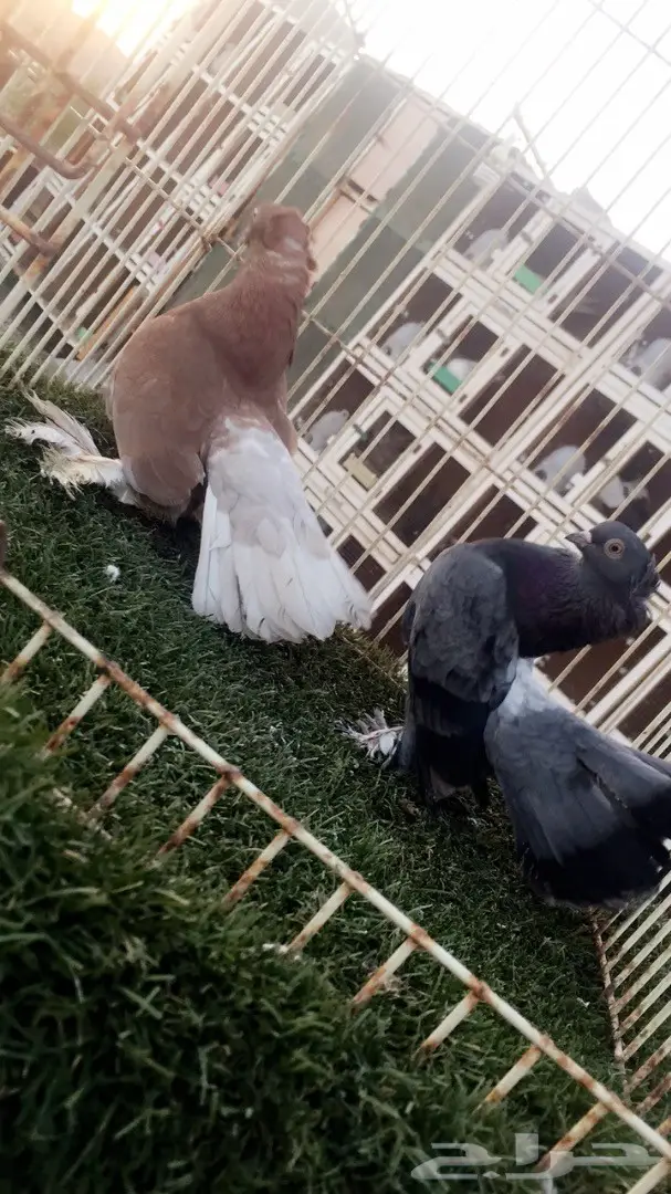 ((جوز جاوا((كرنقو)) (image 3)