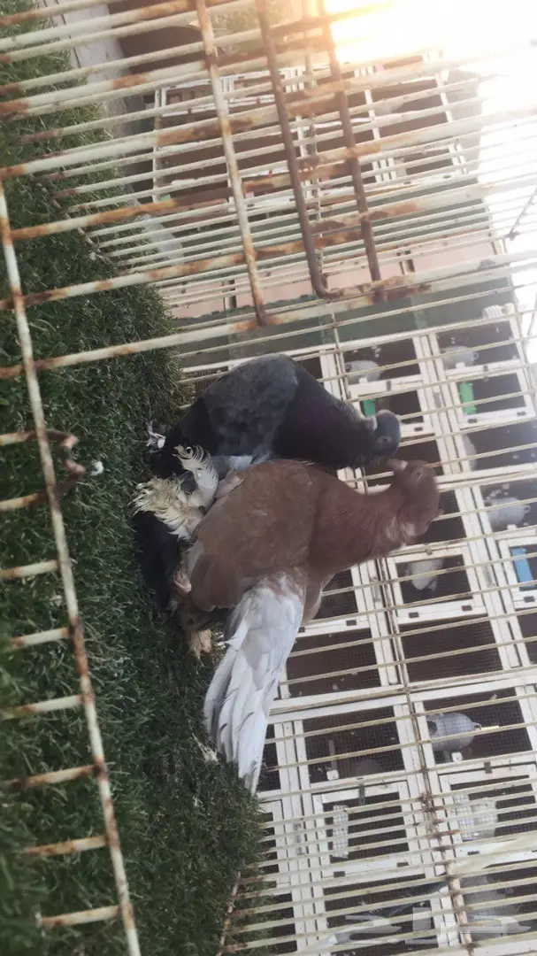 ((جوز جاوا((كرنقو)) (image 4)