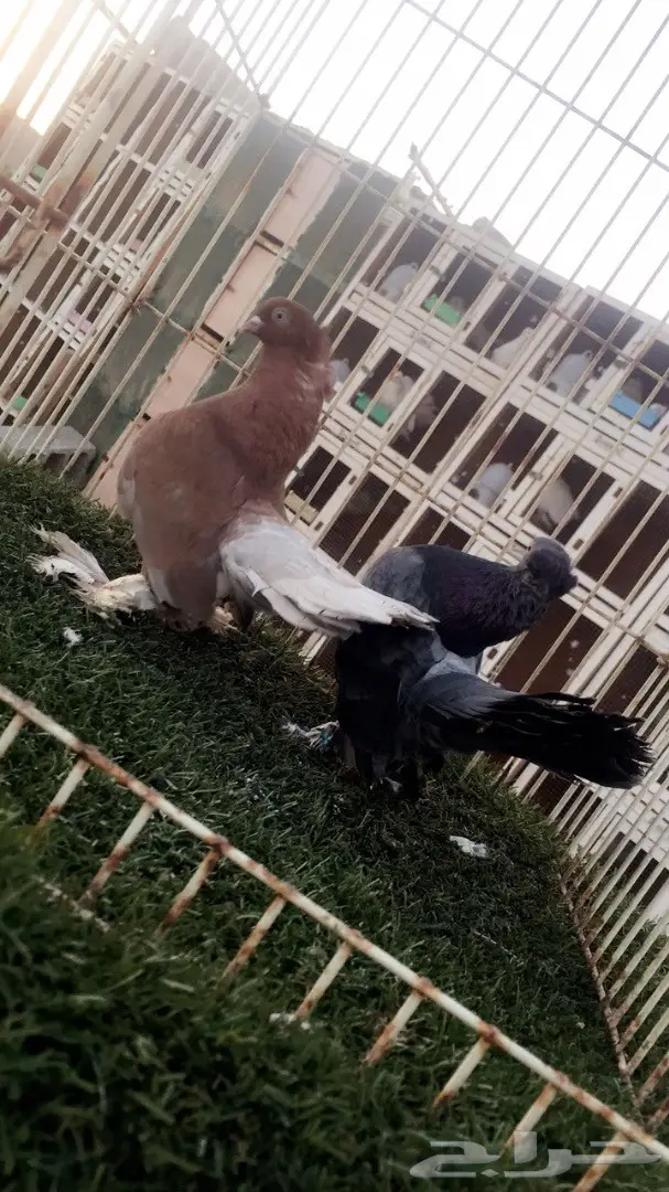 ((جوز جاوا((كرنقو)) (image 5)