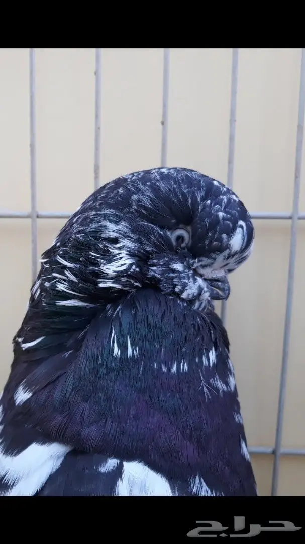 جوز لونق فيس منتج من الاخر  (image 9)