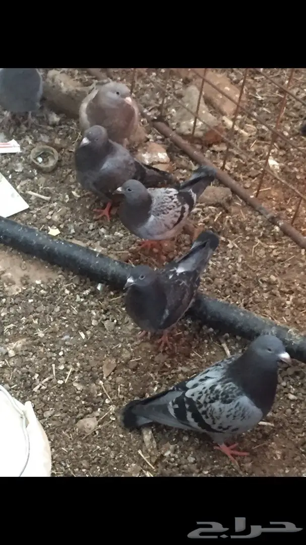 فراخة حمام زاجل