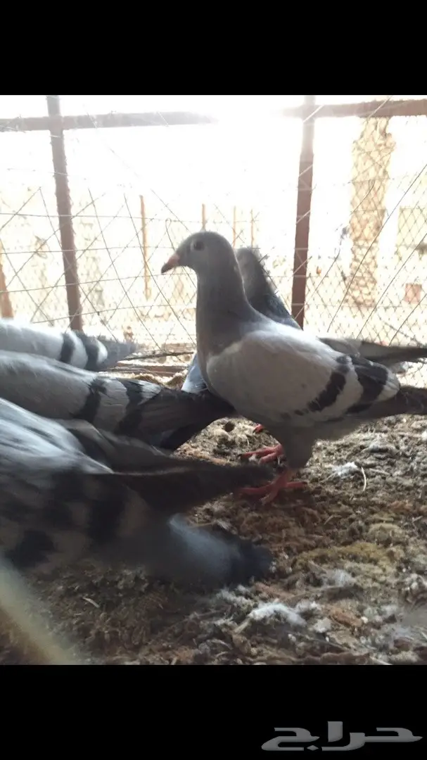 فراخة حمام زاجل (image 1)