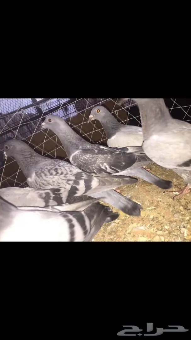 فراخة حمام زاجل (image 3)