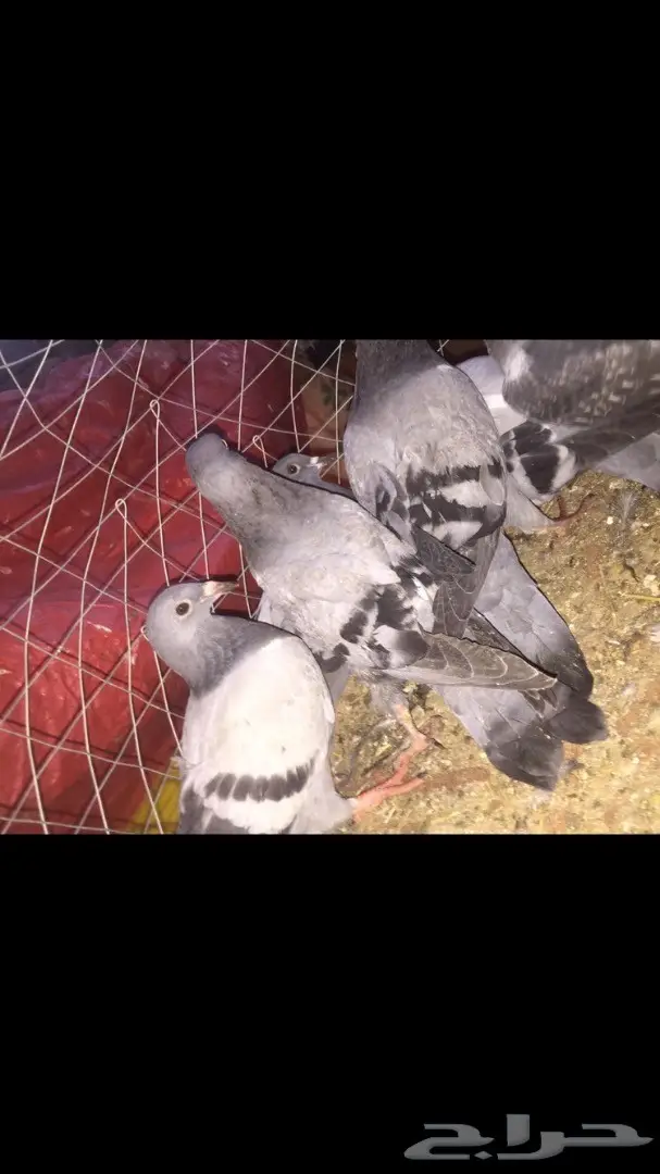 فراخة حمام زاجل (image 4)