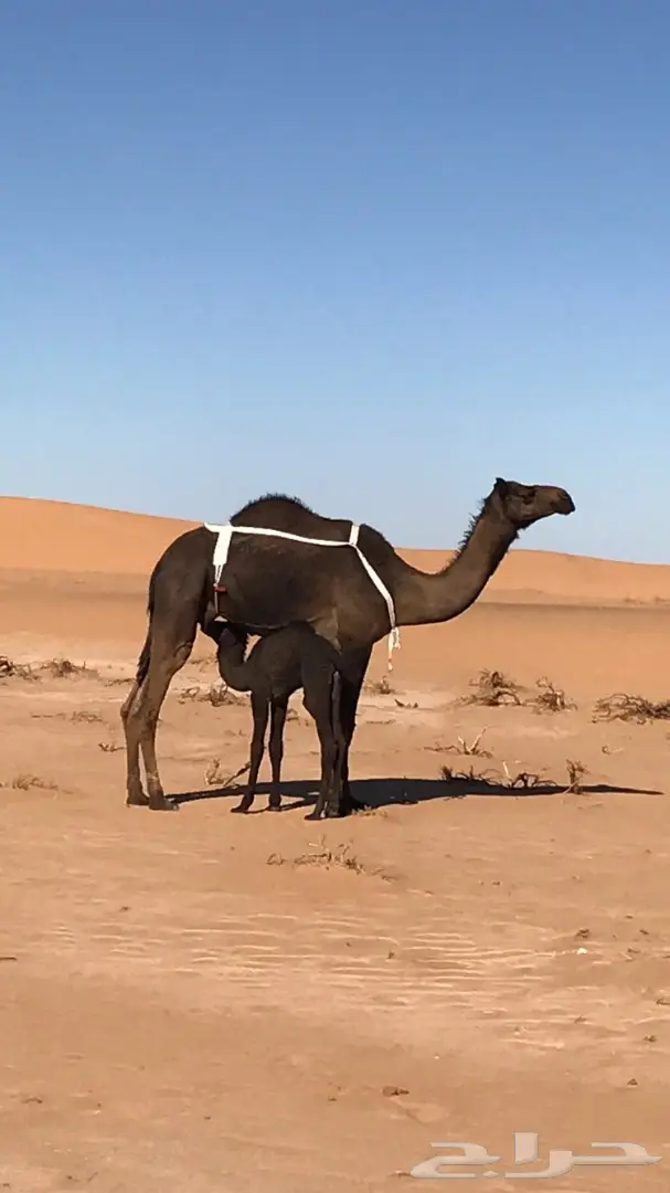 للبيع خلفه مجهم بكر 