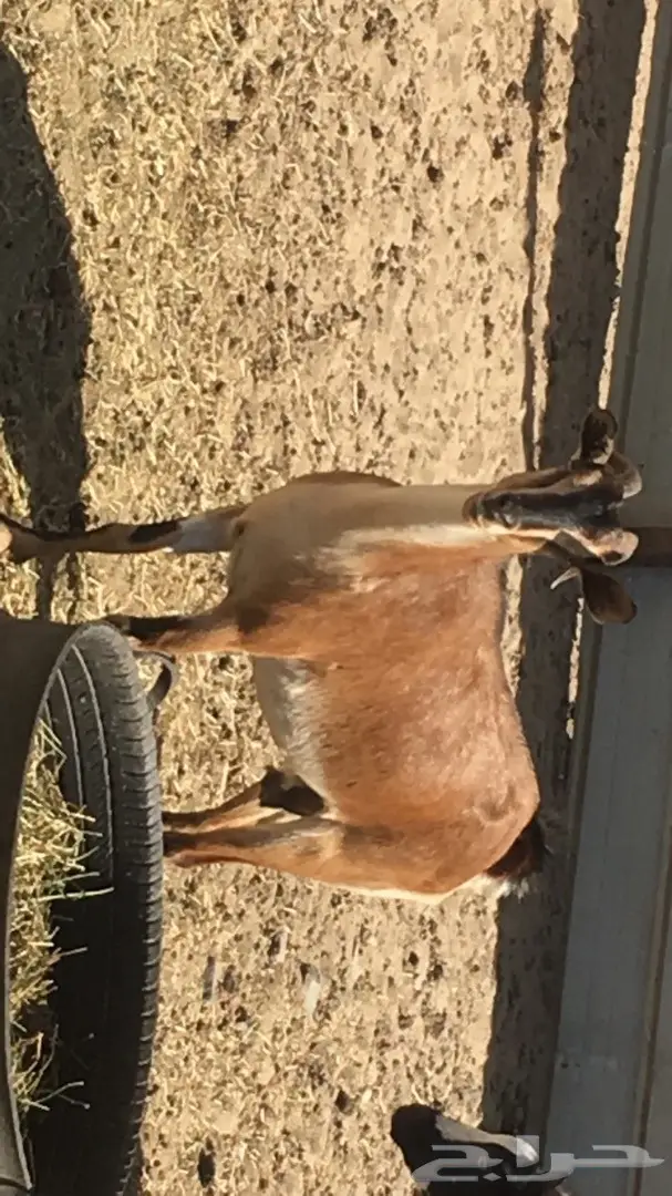 ما شاء الله عنز محايل 