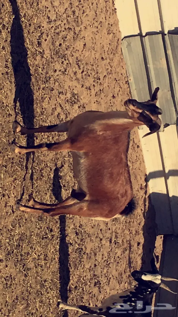 ما شاء الله عنز محايل  (image 1)