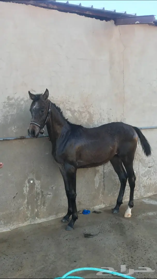 مهر واهو جمال  للبيع