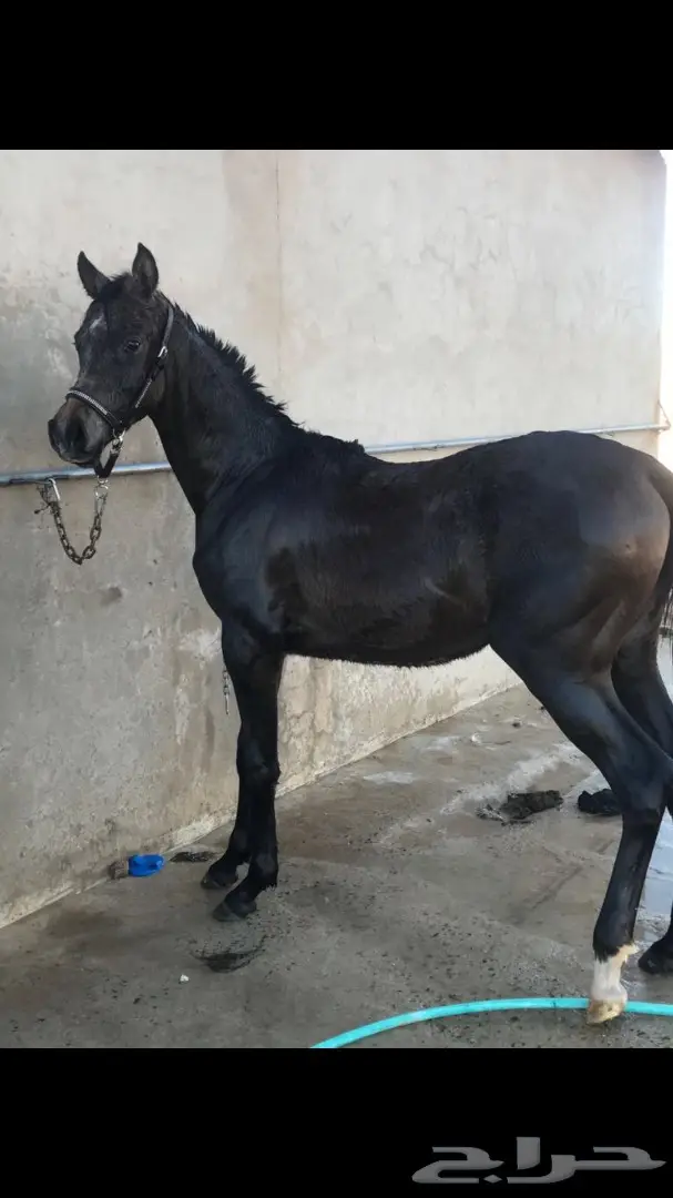 مهر واهو جمال  للبيع (image 1)