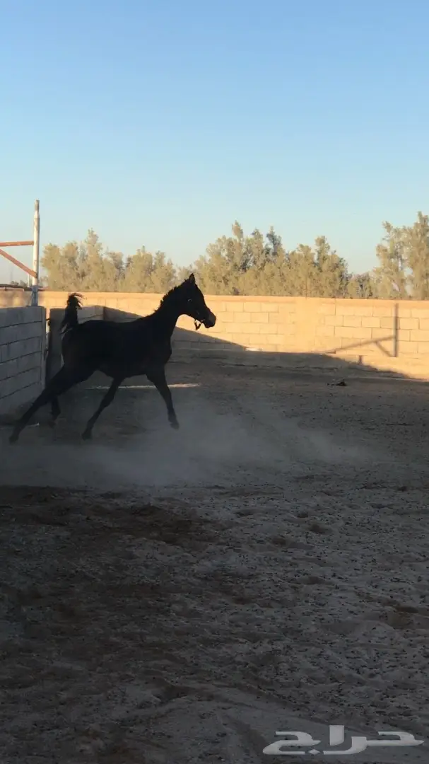 مهر واهو جمال  للبيع (image 2)