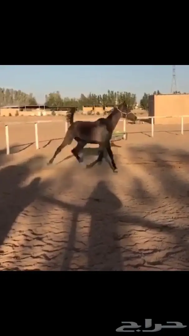 مهر واهو جمال  للبيع (image 3)