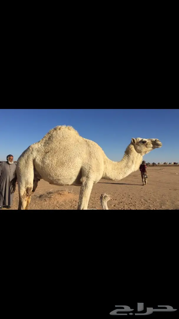 أبكار قِططٍ قِدم و مُرَعَّيَة - للبيع بسعر مميز!