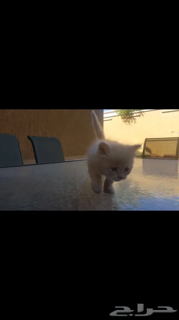 قط شيرازي امريكي 