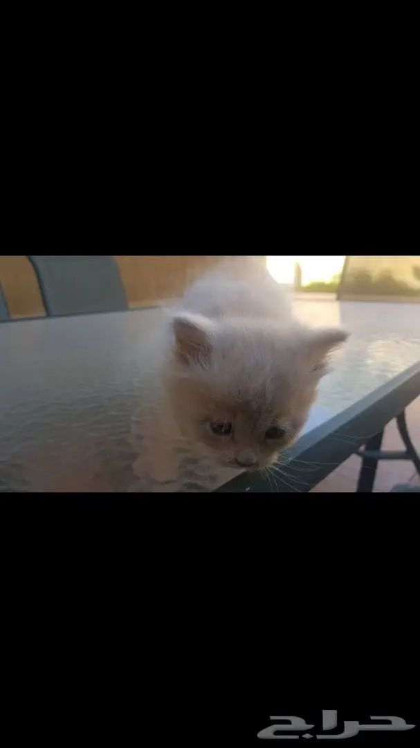 قط شيرازي امريكي  (image 2)