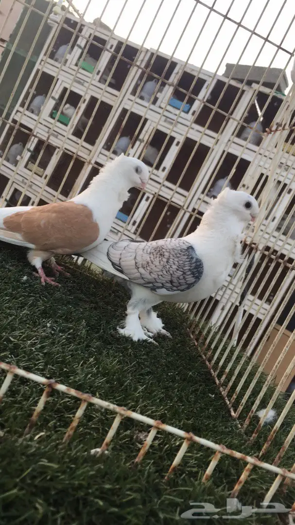 ((جوز روماني (مفصص ومكتف))