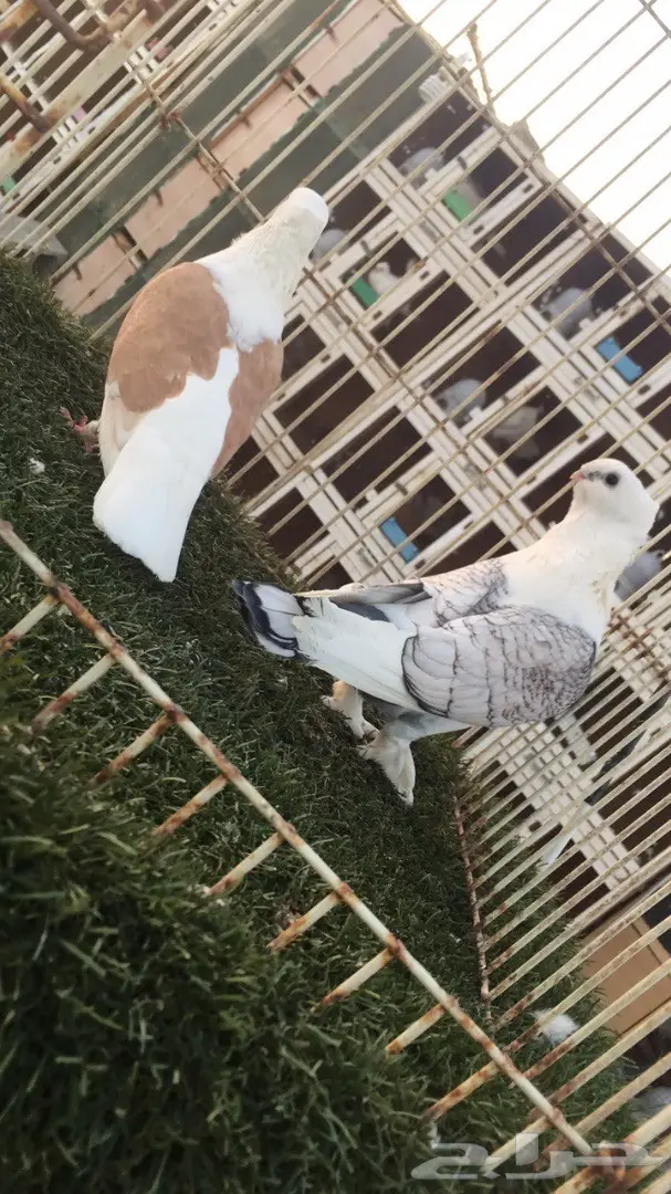 ((جوز روماني (مفصص ومكتف)) (image 1)