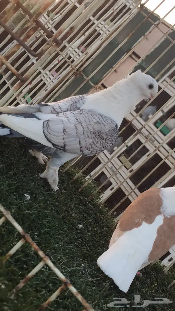 ((جوز روماني (مفصص ومكتف)) (image 3)