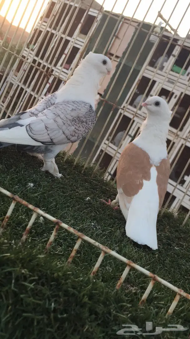 ((جوز روماني (مفصص ومكتف)) (image 5)