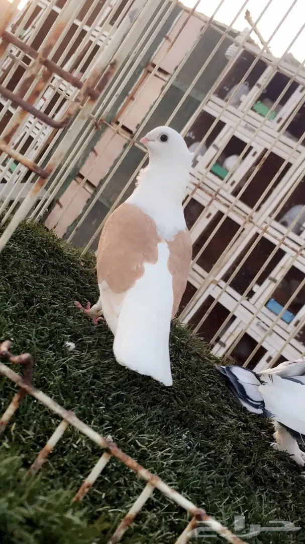 ((جوز روماني (مفصص ومكتف)) (image 6)