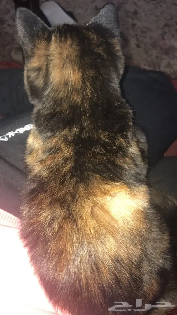 قطة أمريكي شيرازي سوداء