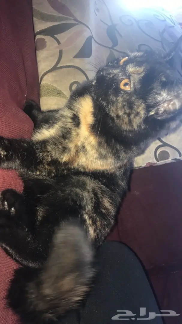 قطة أمريكي شيرازي سوداء (image 1)