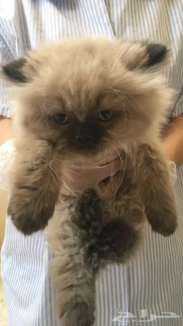 3 انثى كيتن همالايا بيور شهرين ب 800 ريال