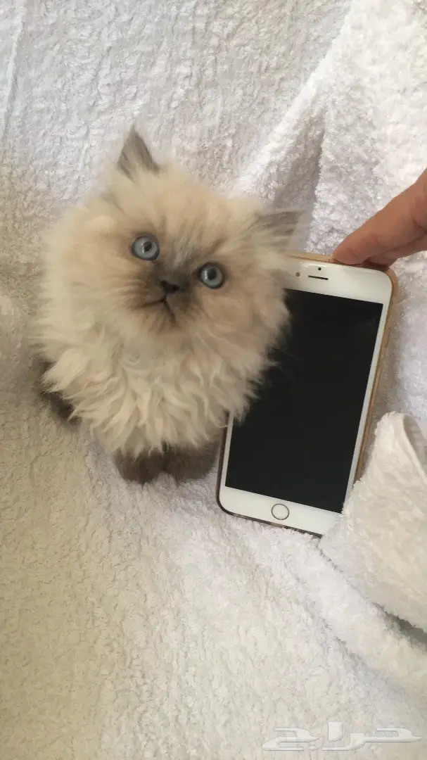 3 انثى كيتن همالايا بيور شهرين ب 800 ريال (image 2)