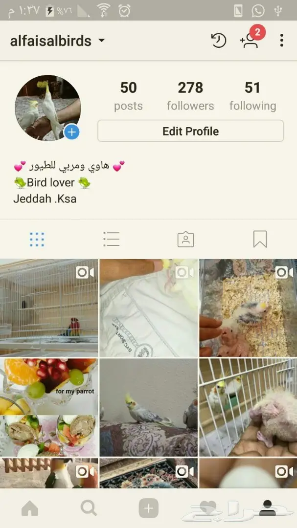 للببيع فروخ كروان - ببغاء كوكتيل