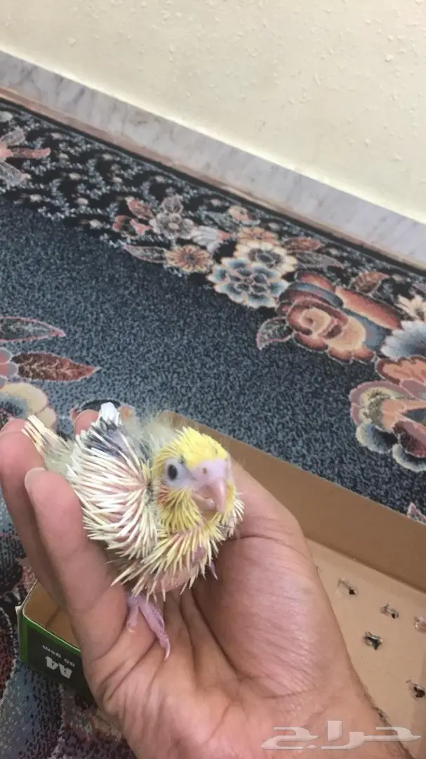 فرخ كروان للبيع - فرصة لا تُفوّت! (image 2)