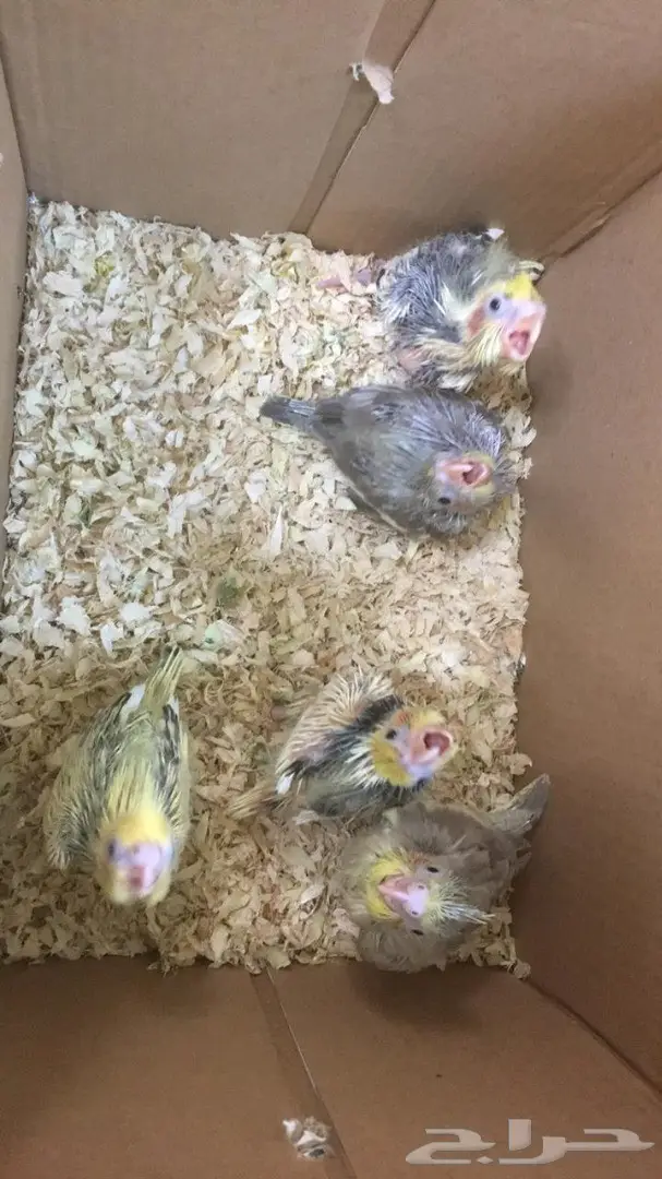 فرخ كروان للبيع - فرصة لا تُفوّت! (image 7)