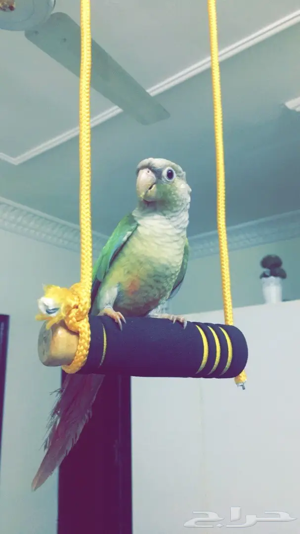 كنيور ضائع - مطلوب عاجل!