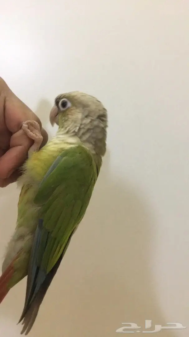 كنيور ضائع - مطلوب عاجل! (image 2)